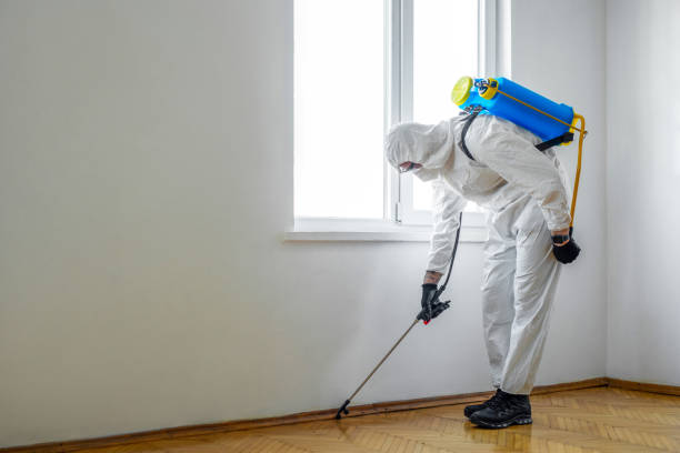 Wasp Removal Services in Meadow Woods, FL