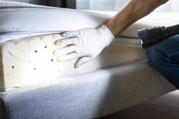 Best Flea Control Services  in Meadow Woods, FL