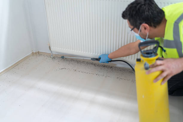 Best Wasp Removal Services  in Meadow Woods, FL
